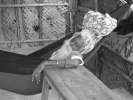 la sieste du papi roots, Gokarna
