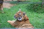 Tiger kingdom,  Mae rim