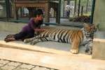 Tiger kingdom,  Mae rim