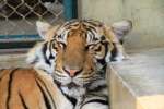 Tiger kingdom,  Mae rim