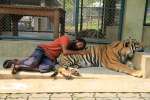 Tiger kingdom,  Mae rim
