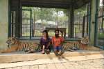 Tiger kingdom,  Mae rim