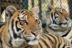 Tiger kingdom,  Mae rim