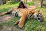 La belle et son tigre Tiger kingdom,  Mae rim