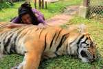 La belle et son tigre Tiger kingdom,  Mae rim