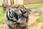 Tiger kingdom,  Mae rim