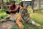 Tiger kingdom,  Mae rim
