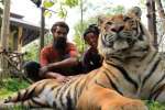 Tiger kingdom,  Mae rim