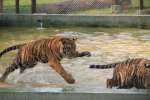 Tiger kingdom,  Mae rim