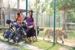 Tiger kingdom,  Mae rim