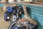 Python Molurus  bivittatus et Piticulatus, Snake farme, Mae rim