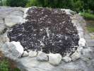 Sechage de mulberries sur des rocks au soleil