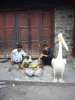 vendeur d huile de pelican avec sa bete