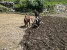 Agriculteur labourant son champ