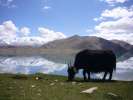 Yak broutant l herbe du Karakula Lake 