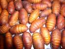 Larve avec sa chrysalide sur les stands de nourriture entre insectes et poissons