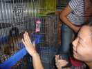 Ecureuils en vente au marche des animaux Shanghai