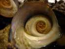 Escargot de mer au Tsukiji market , Tokyo