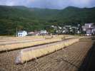 Culture de riz, kawaguchikokita