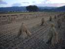 Culture de riz