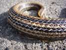 Monsieur le serpent 