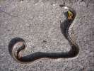 Monsieur le serpent 