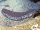 Sea cucumber