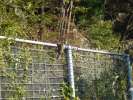 Singe sur la route de Gifu