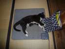 Tapis chauffant pour le chat 