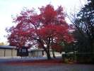 Imperial palace, kyoto