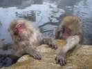 Jigokudani, singes se baignant dans des sources d eau chaude