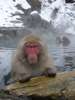 Jigokudani, singes se baignant dans des sources d eau chaude
