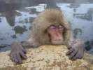 Jigokudani, singes se baignant dans des sources d eau chaude