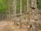 Arbres a latex