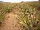 Culture d ananas