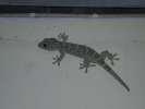 Gecko