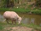 Buffalo albinos