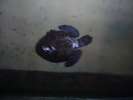 Bebe tortue sauve