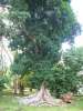 Jardin Botanique , Kandi