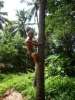En rentrant du Sri lanka, nous avons retrouve Dan qui se prennait pour Tarzan sur les cocotiers 