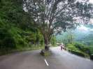 c est pas tous les jours que l on voit un arbre traverser la route 