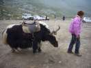 Monsieur yak