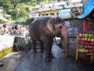 Hot spring pour ganesh