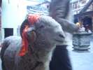 Monsieur le Bouc