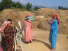Femmes recoltant du riz