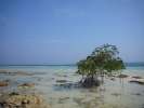 Mangrove