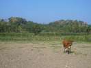 La vache. . .