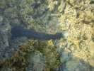 Limace de mer