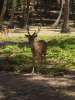 Bambi!!