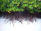 Mangrove